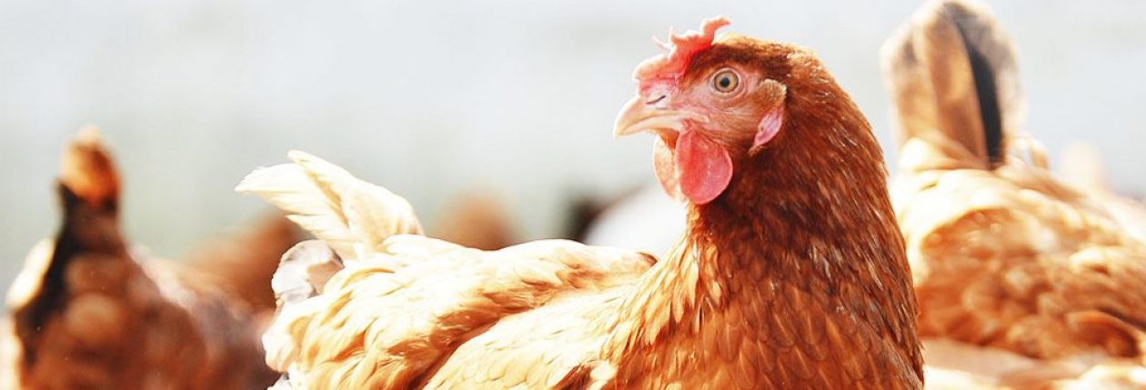 Producent jaj z wolnego wybiegu